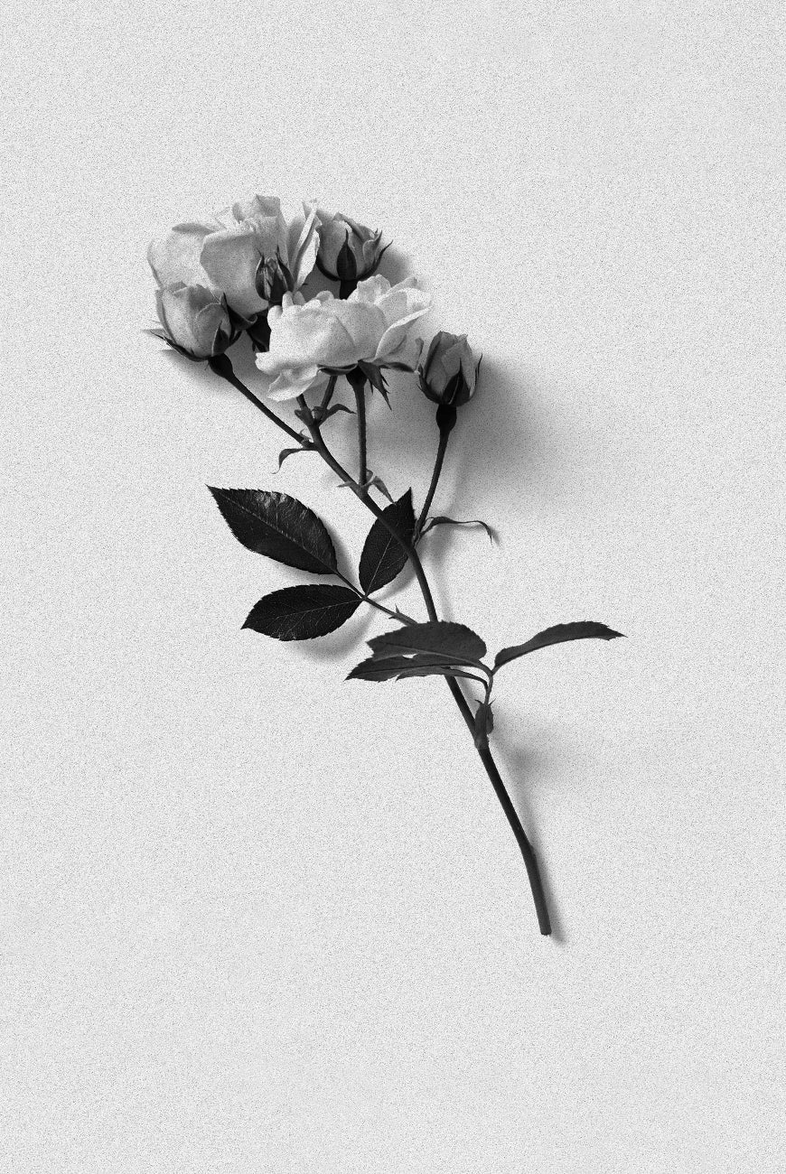 rosewater-candle-bordan